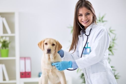 Aprende Veterinaria y etología